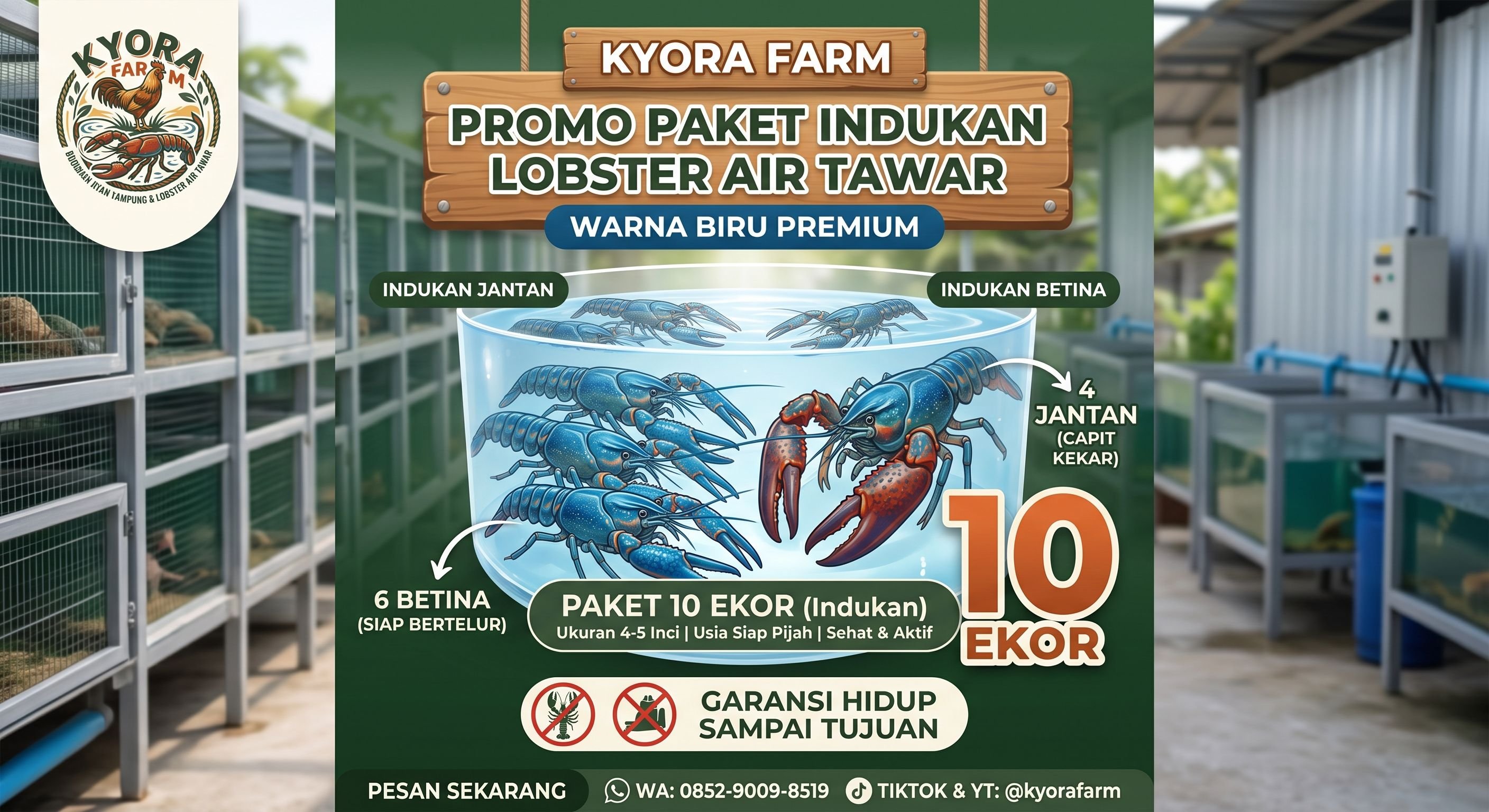 Lobster Air Tawar Budidaya Indukan