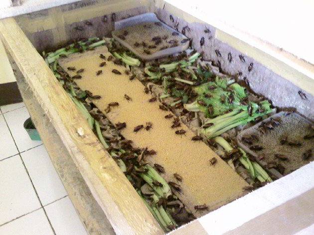 Tuber jangkrik