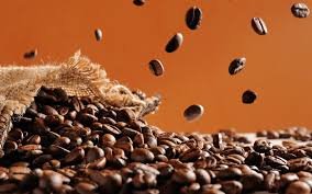 KOPI RUBUSTA BATANG ASAI